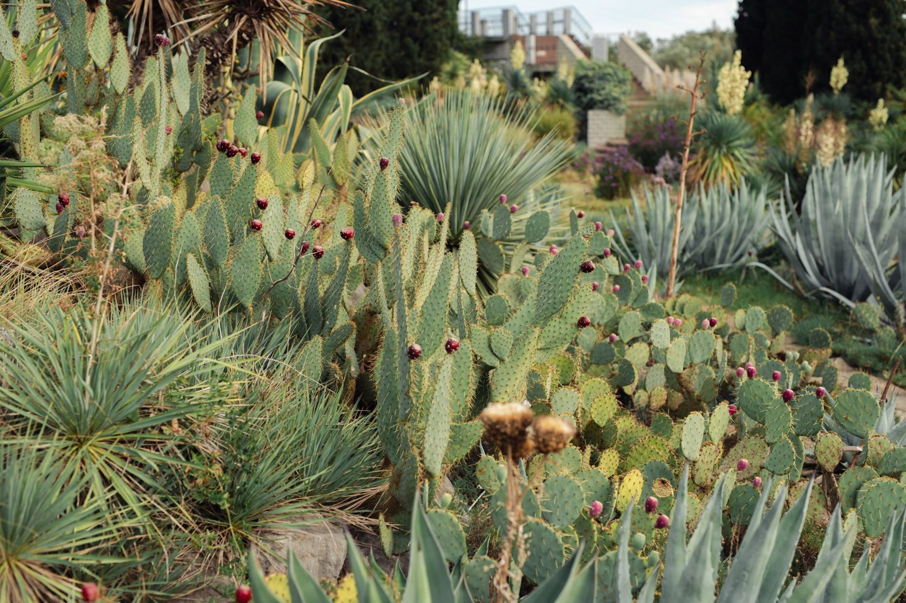 Desert Landscaping & Xeriscape in Paradise Valley AZ