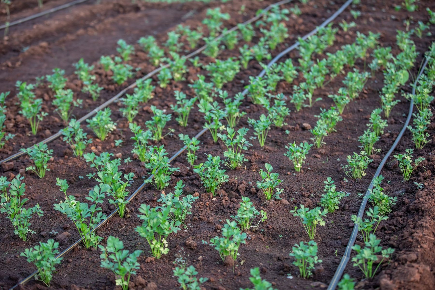Irrigation & Drip Systems in Paradise Valley AZ