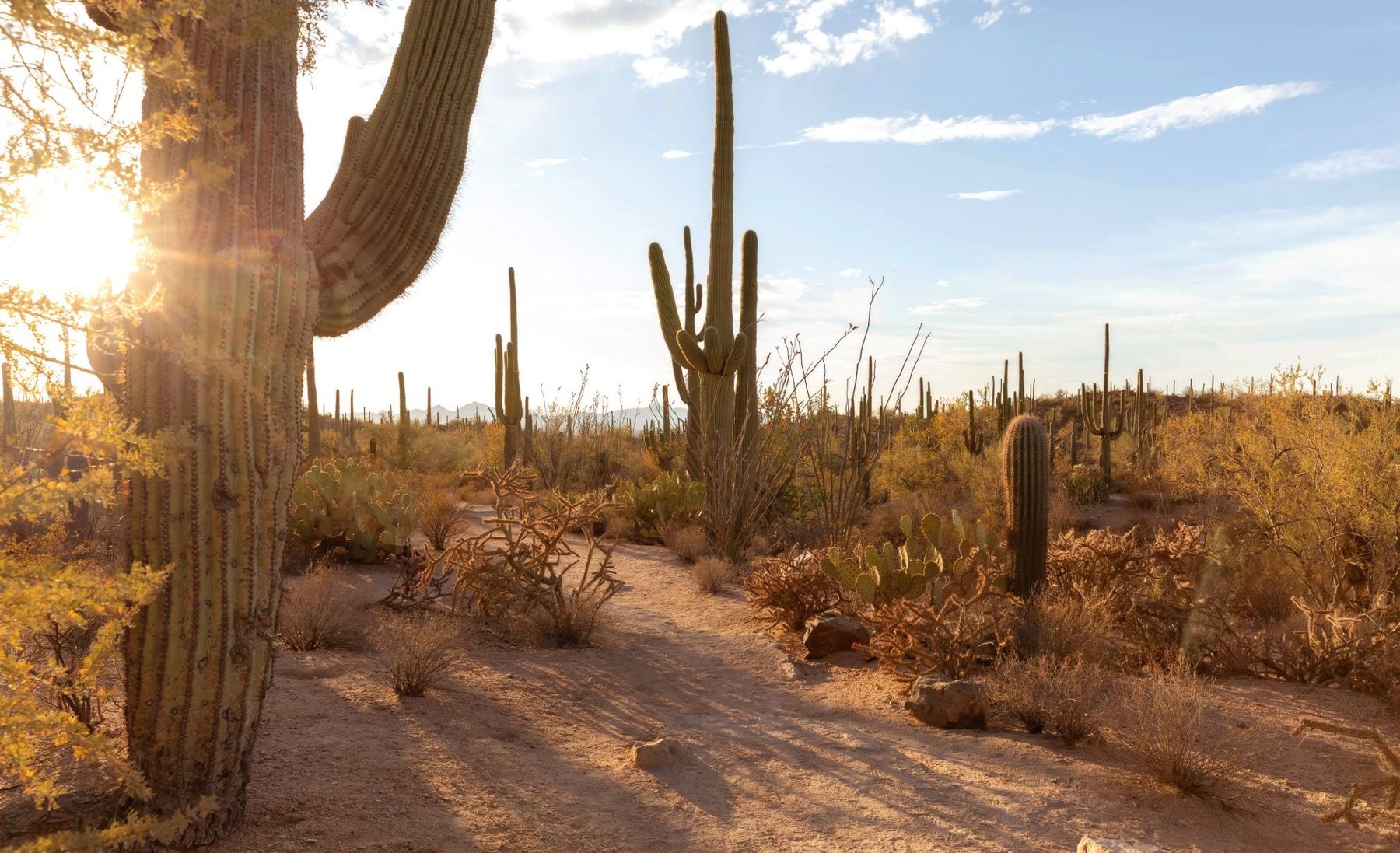 Tree & Plant Installation in Paradise Valley AZ