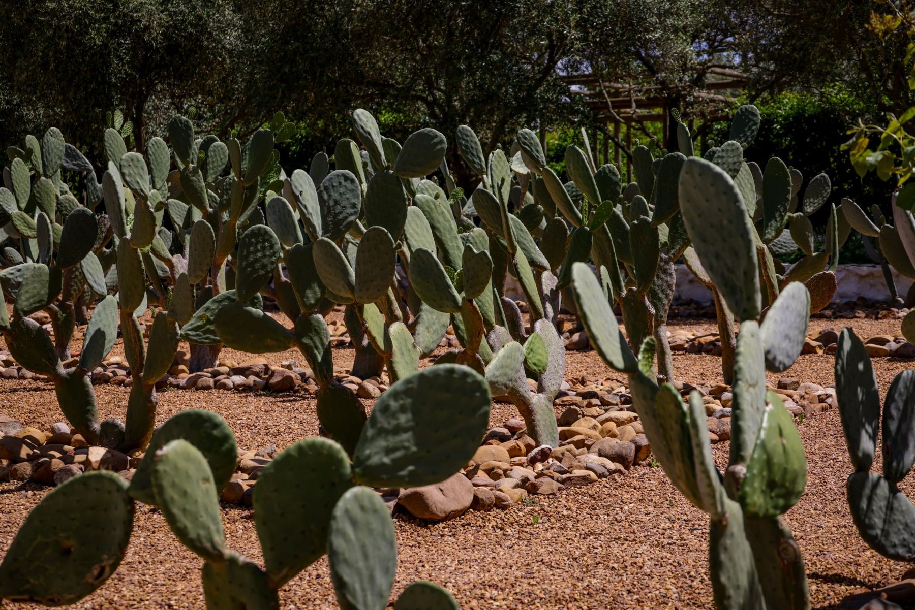 Desert xeriscape design in Paradise Valley, AZ